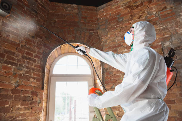 Best Black Mold Removal  in Hideo, UT