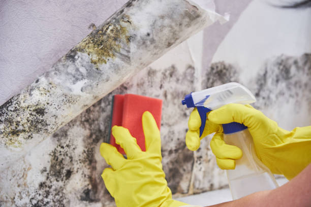 Best Mold Odor Removal Services  in Hideo, UT